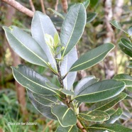 Sideroxylon borbonicum Bois de fer ba?tard  Sapotaceae Endémique La Réunion 1257.jpeg